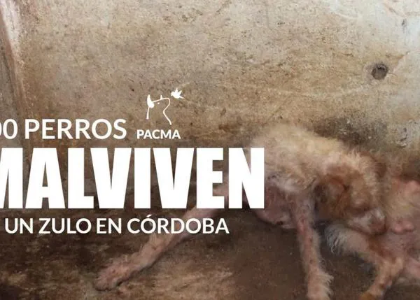 PACMA documenta y denuncia las condiciones en las que malviven 300 perros de caza en Córdoba