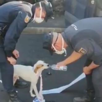Canes rescatados por la policía en La Palma y recogida …