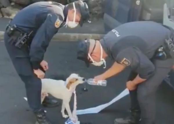 Canes rescatados por la policía en La Palma y recogida de firmas para exigir transparencia sobre los podencos