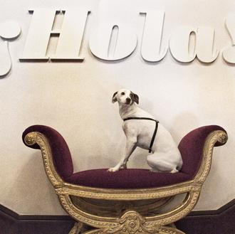 Viva la vida Dog Friendly: os presentamos a Tura, la …