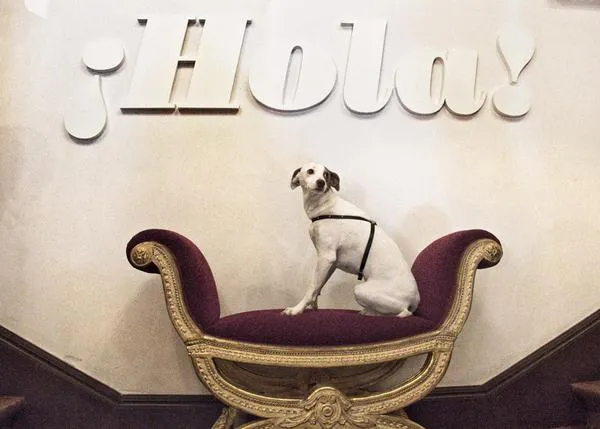 Viva la vida Dog Friendly: os presentamos a Tura, la SraPerra de LOLA