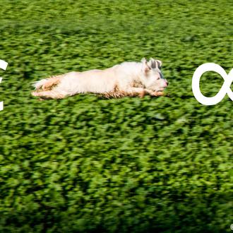 ¿Cuánto vale la vida de un perro? Un estudio determina …