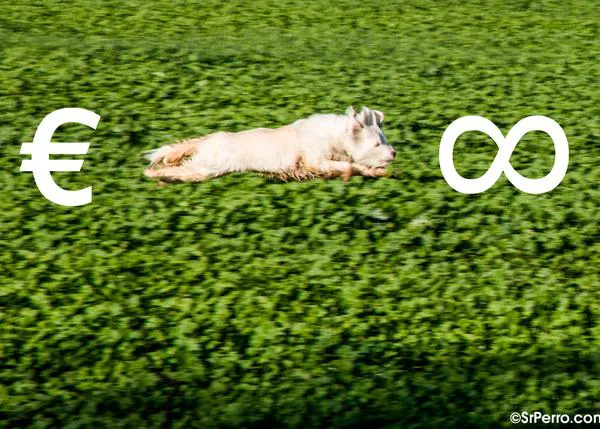 ¿Cuánto vale la vida de un perro? Un estudio determina el valor económico de los canes