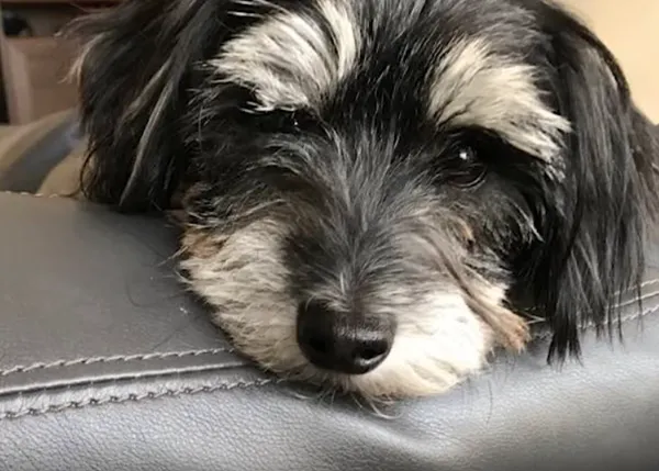 Zeus, un perro maltratado, y la historia fallida (y feliz) de su casa de acogida