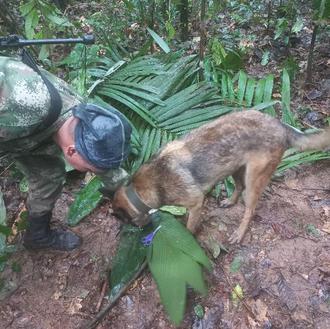 Buscan a Wilson: el perro del ejército colombiano que ayudó …