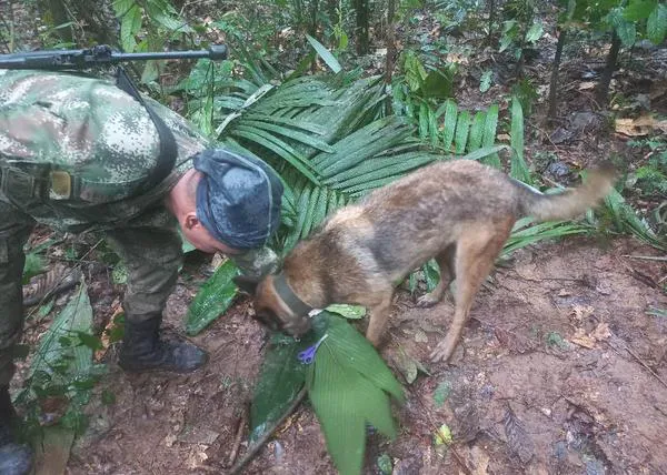 Buscan a Wilson: el perro del ejército colombiano que ayudó a localizar a los niños en la selva, sigue perdido
