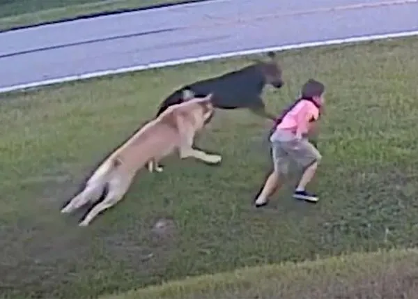 Captan en vídeo el momento en el que un Pastor Alemán defiende a su pequeño humano de otro perro