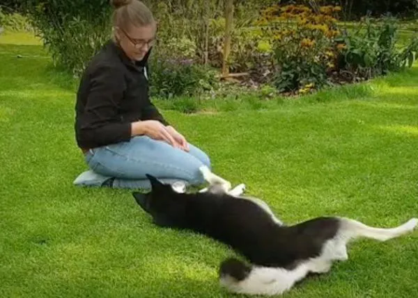 Cómo enseñar a tu perro a hacerse el muerto... una manera caninamente simpática de celebrar Halloween
