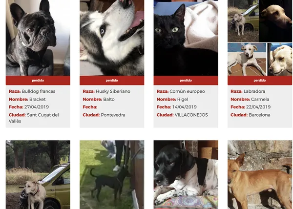 Si has perdido a tu perro, mucho cuidado: en España hay desalmados que intentan estafar a los que buscan a su can