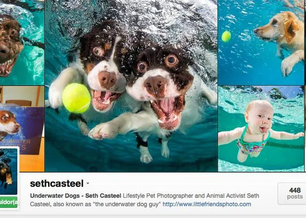 Las geniales fotos de canes acuáticos de Seth Casteel, también en instagram