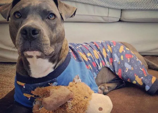 Pijamas terapéuticos coronas de flores para una guapa Pit Bull que ha dejado atrás sus