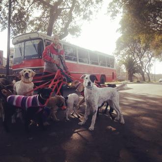 Un paseador de perros se ha hecho famoso porque recoge …