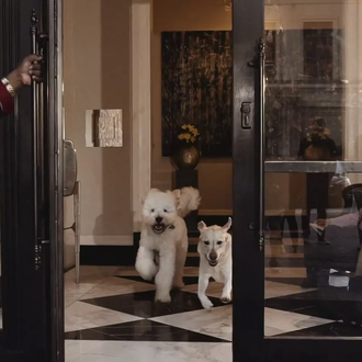 Una vida perra, versión cinco estrellas: los canes en (algunos …