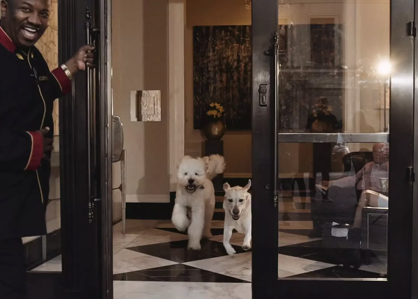 Una vida perra, versión cinco estrellas: los canes en (algunos) hoteles de lujo