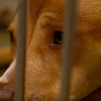 Razas y tipos de perros prohibidos en el Reino Unido …