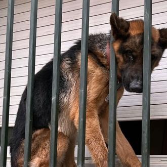 Incomprensible pero posible: un perro maltratado puede ser entregado a …