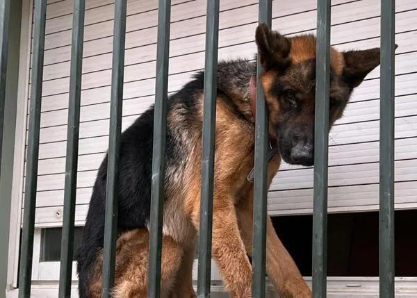 Incomprensible pero posible: un perro maltratado puede ser entregado a su maltratador porque la justicia así lo ha decidido