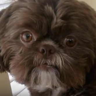 Una perra sana sacrificada por expreso deseo de su dueña …