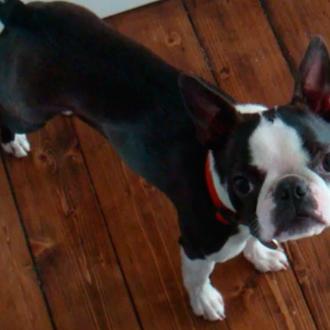 Olimpiadas caninas con Tilly, una Boston terrier saltarina