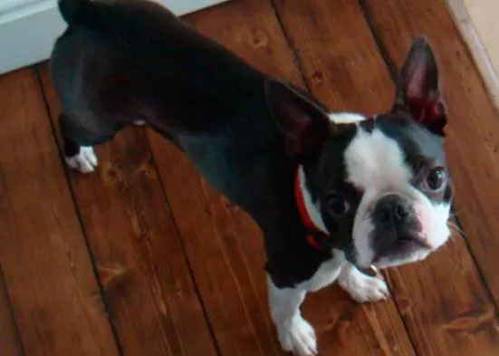 Olimpiadas caninas con Tilly, una Boston terrier saltarina