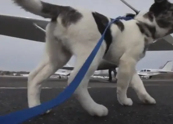 Cachorritos en avión: historias con final feliz con Pilots N Paws