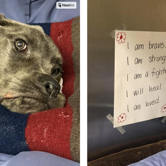 La milagrosa recuperación de un perro abandonado en los huesos …