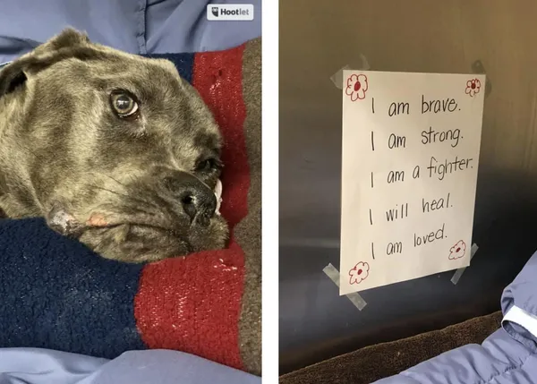 La milagrosa recuperación de un perro abandonado en los huesos y con heridas por todo su cuerpo
