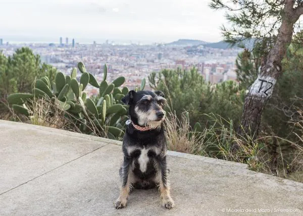 Adios a los perros sueltos, hola al Metro: cambios para perros y humanos perrunos en Barcelona
