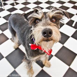 Agenda SrPerro Mayo: Rave Market & más, Pop up Perruna y …