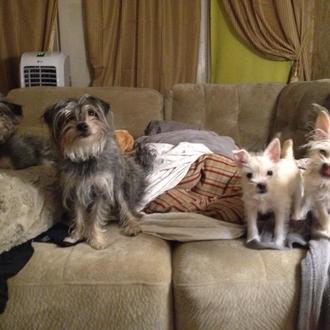 La clonación de perros: no es ciencia ficción, es una …