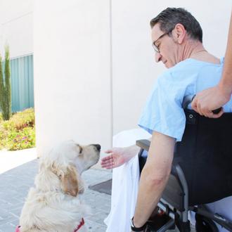 Los perros podrán visitar a sus familiares ingresados en algunos …