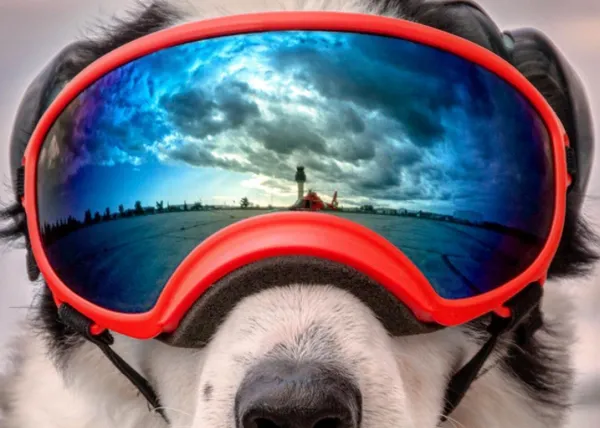 La felicidad canina de sentir el viento en la cara, ¡desde un helicóptero!