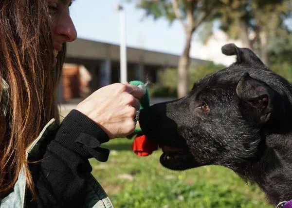 El emotivo relato de una voluntaria sobre el perro al que acogió y quiso hasta que pudo ser adoptado