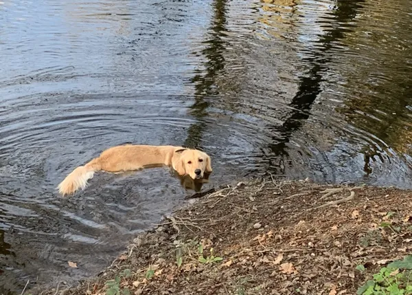 ¿Irías de vacaciones con personas que te exigen que tu perro esté atado todo el rato porque molesta?
