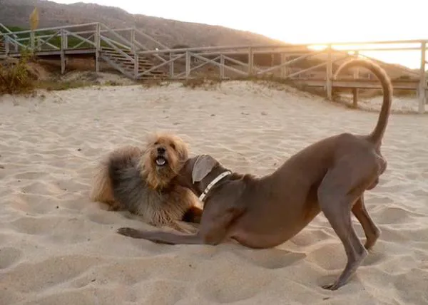 Encuentros perrunos en Valdevaqueros: Madi y Nico en Tarifa
