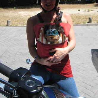 Los canes más veloces: o cómo viajar con perro... en …