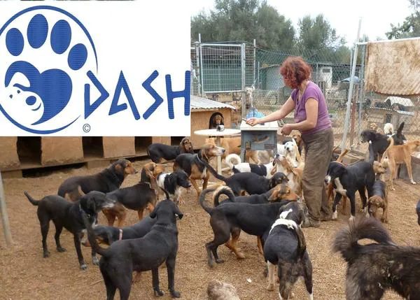 DASH: el sueño (real) de un refugio seguro para los perros callejeros en Grecia