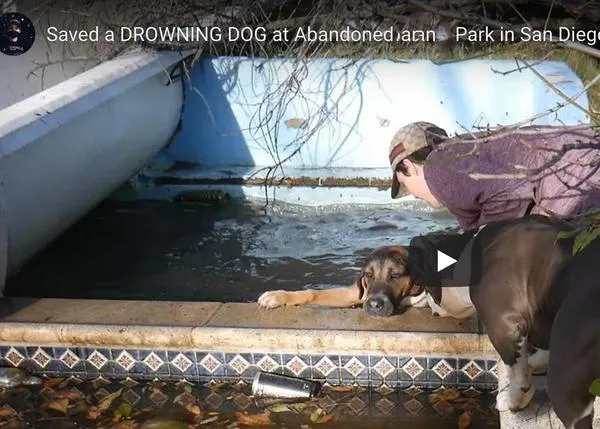 Unos chavales rescatan a un can que estaba a punto de morir ahogado ¡gracias a sus amigos perros!