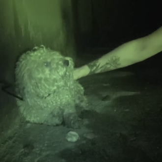 Un perro abandonado tras la muerte de su humano vuelve …