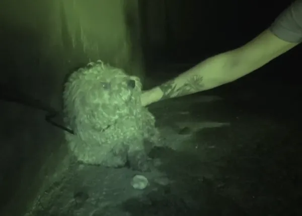 Un perro abandonado tras la muerte de su humano vuelve a aullar, pero de felicidad :-)