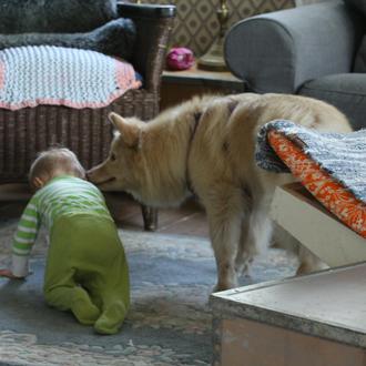 Los perros urbanos tienen más probabilidad de tener alergias cuando …