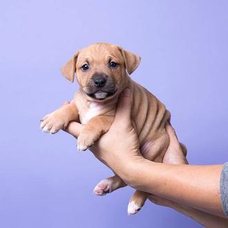El poder de la fotografía para salvar perros, el trabajo …
