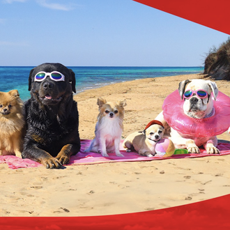 Otro verano más, los perros de todos los tamaños pueden …
