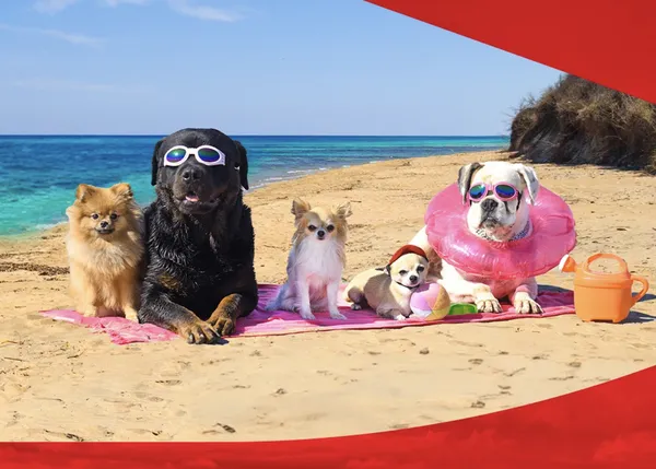 Otro verano más, los perros de todos los tamaños pueden viajar GRATIS en tren en Italia