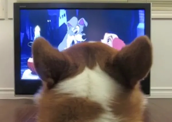 Singles versión perruna: un Corgi solito ante La Dama y el Vagabundo