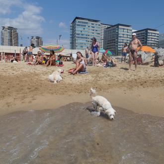 La playa para perros de Barcelona abre el 27 de …