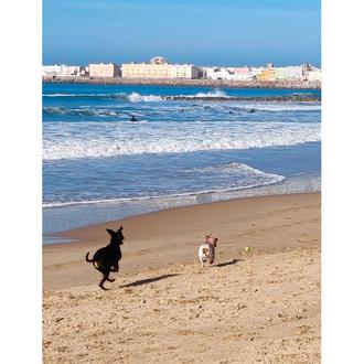 ¿Una playa canina en la ciudad de Cádiz? 