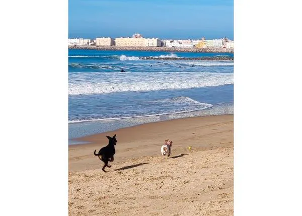 ¿Una playa canina en la ciudad de Cádiz? 