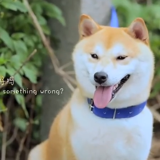 Si los perros abandonados pudieran hablar... Un cortometraje se mete …