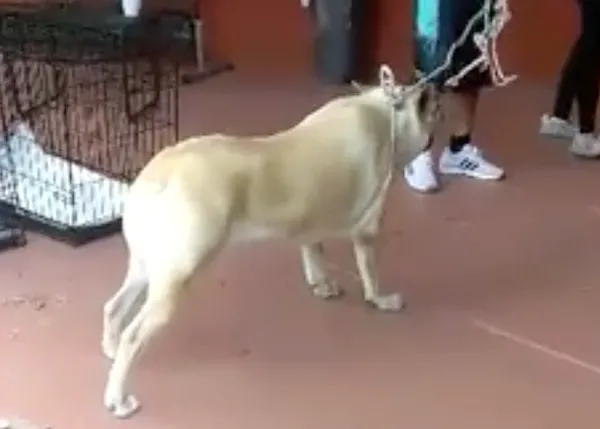 Una perra trata de evitar que su familia la entregue en una perrera... y así encuentra un futuro mejor
